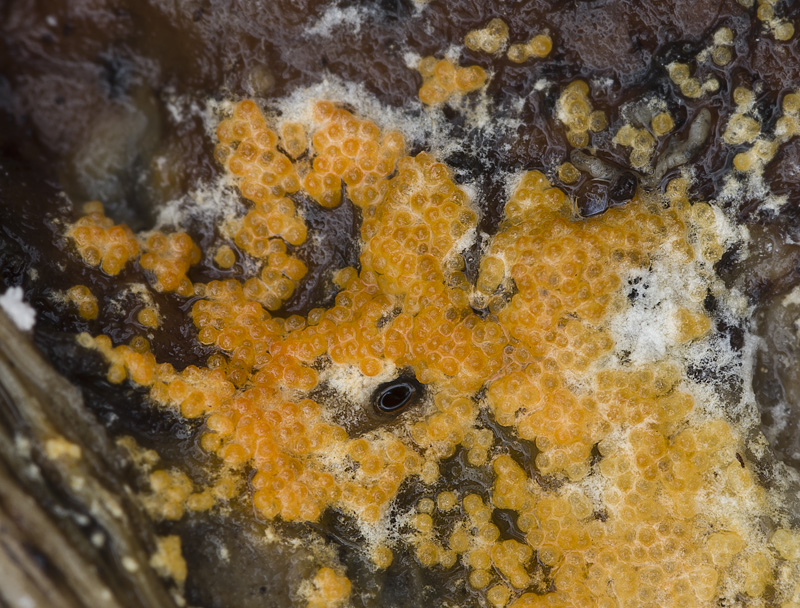 Hypomyces aurantius